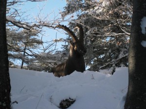 Hinteralm Steinbock 2010