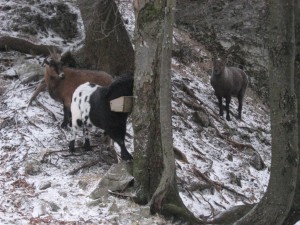 Steinbock Hinteralm