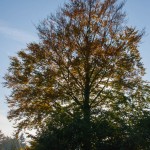 Herbstbaum